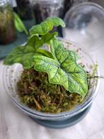 Monteria Jacklyn  stek., Dieren en Toebehoren, Reptielen en Amfibieën, Amfibie, 0 tot 2 jaar