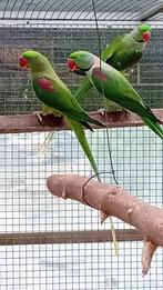1 koppel alexanderparkieten, alexanders, Dieren en Toebehoren, Vogels | Parkieten en Papegaaien, Meerdere dieren, Parkiet, Geringd