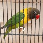 Prachtig koppel agapornis personata wildkleur xxl, Dieren en Toebehoren, Vogels | Parkieten en Papegaaien, Meerdere dieren, Dwergpapegaai of Agapornis