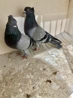 Hoogevliegers duiven serbiesch, Dieren en Toebehoren, Vogels | Duiven, Meerdere dieren, Overige soorten