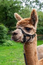 LAST MINUTE . Zojuist vrijgekomen: 11-13 juli. Mooiste lokat, Vakantie, Vakantiehuizen | Nederland, 8 personen, 4 of meer slaapkamers