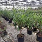 Chitalpa 'Summer Bells' | Woestijnwilg struikvorm, Ophalen, Overige soorten