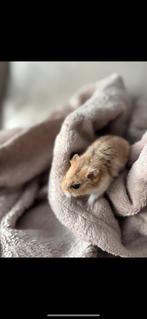Dwerghamster Man, Dieren en Toebehoren, Knaagdieren, Hamster, April, Mannelijk, Tam