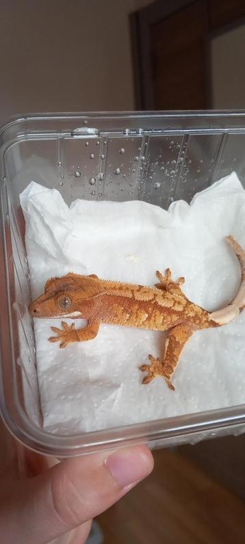 0.1 Red extreme Harlequin wimpergekko vrouw beschikbaar voor biedingen