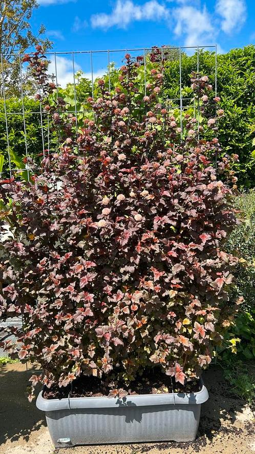 Kant en klaar hagen nu €80,00 en 180 cm hoog en 120 cm breed, Tuin en Terras, Planten | Struiken en Hagen, Haag, Overige soorten
