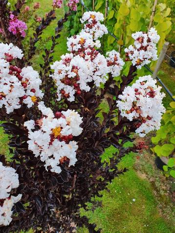 Lagerstroemia indica Coconut Sorbet / Nieuwe soort ‼️‼️ beschikbaar voor biedingen