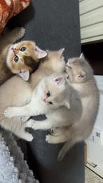Britse Korthaar Kittens te koop, Dieren en Toebehoren, Katten en Kittens | Raskatten | Korthaar, Meerdere dieren, Ontwormd