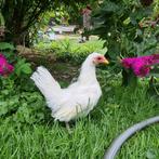 Serama  Serama broedeieren  zijdevederige ook groene, Dieren en Toebehoren, Pluimvee, Geslacht onbekend, Kip
