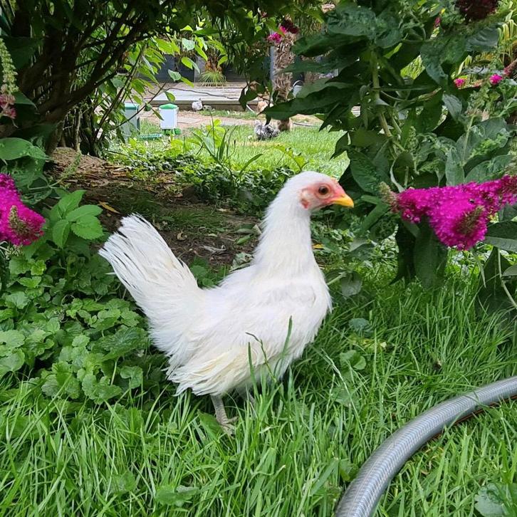 Serama  Serama broedeieren  zijdevederige ook groene, Dieren en Toebehoren, Pluimvee, Kip, Geslacht onbekend