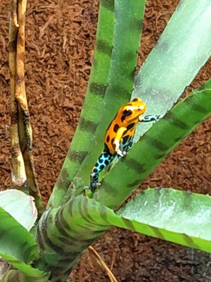 Ranitomeya jeberos – Pijlgifkikkers