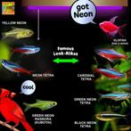 Gezocht Tetra's, Danio's, Zalmpjes en Kegelvlekjes, Dieren en Toebehoren, Vis, Zoetwatervis, Schoolvis