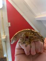 Crested gecko female frog but wimpergekko, Dieren en Toebehoren, Hagedis, 3 tot 6 jaar