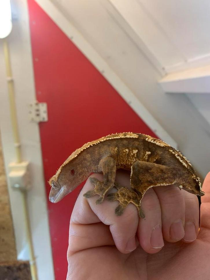 Crested gecko female frog but wimpergekko, Dieren en Toebehoren, Reptielen en Amfibieën, Hagedis, 3 tot 6 jaar