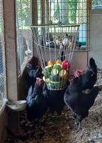 Gratis toom kippen 8 stuks