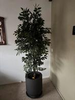 Ficus kunstplant, Huis en Inrichting, Woonaccessoires | Kunstplanten en Kunstbloemen, Ophalen, Zo goed als nieuw