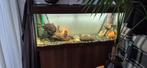 VERKOCHT VERKOCHT Juwel aquarium, Ophalen, Zo goed als nieuw, Leeg aquarium