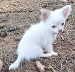 Prachtig wit fluffy chihuahuateefje., Dieren en Toebehoren, Honden | Chihuahua's en Gezelschapshonden, CDV (hondenziekte), Particulier