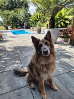 Oud Duitse herder reu 7 jaar, Dieren en Toebehoren, Honden | Herdershonden en Veedrijvers, 6 jaar of ouder, Reu, Rabiës (hondsdolheid)