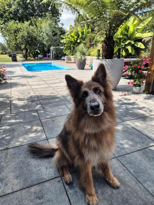 Oud Duitse herder reu 7 jaar, Dieren en Toebehoren, Honden | Herdershonden en Veedrijvers, Reu, Herder, Particulier, Eén hond
