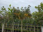 Amberboom 'Worplesdon' Dakvorm - Herfstkleuren!, Tuin en Terras, Planten | Bomen, Ophalen, Volle zon, Overige soorten