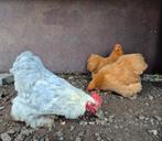 Cochin kriel kippen, Dieren en Toebehoren, Pluimvee, Meerdere dieren, Kip