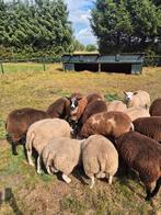 Luxe dekrammen. Bont en texelaar, Dieren en Toebehoren, Mannelijk, Schaap