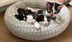 Kittens, Poes