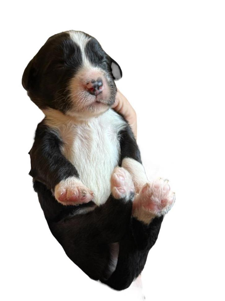 ter reservering zeldzame barbado da terceira pups (3 x reu), Dieren en Toebehoren, Honden | Herdershonden en Veedrijvers, Meerdere dieren