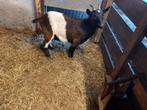Dwerggeit 3 jaar oud, Dieren en Toebehoren, Vrouwelijk, Geit, 3 tot 5 jaar