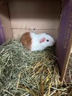 Laatste jong Cavia beertje (Vlek) zoekt huisje!, Dieren en Toebehoren, Knaagdieren, Cavia, Meerdere dieren, Tam, Oktober