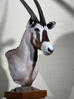 Oryx Trofee op Standaard, Ophalen, Opgezet dier