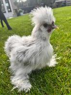 Gratis USA Zijdehoen hanen, Dieren en Toebehoren, Mannelijk, Kip