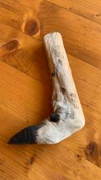 Poot met hoef van een hert, taxidermie, Verzamelen, Dierenverzamelingen, Ophalen of Verzenden