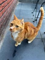 Opzoek naar eigenaar kat in Vathorst, Dieren en Toebehoren, Katten en Kittens | Dekkaters