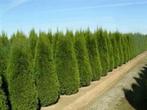 Thuja Smaragd (prachtige haagconifeer) in diverse maten, Tuin en Terras, Planten | Tuinplanten, Ophalen, Bloeit niet, Overige soorten