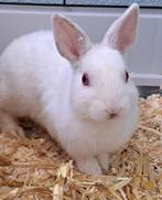 Mexico  zoekt een huisje! (ram gecastreerd en gevaccineerd), Dieren en Toebehoren, Mannelijk, Klein, 0 tot 2 jaar