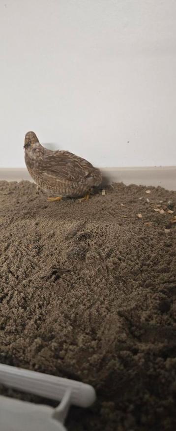 Wildkleur Hen Natuur broed Chinese dwerg kwartel van 2025 beschikbaar voor biedingen