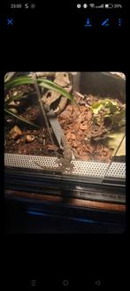 Gekko zoek nieuw baasje, Dieren en Toebehoren, Reptielen en Amfibieën | Toebehoren, Ophalen of Verzenden, Zo goed als nieuw, Terrarium of Paludarium