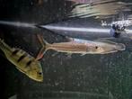 Vittatus Tijgervis, Dieren en Toebehoren, Vissen | Aquariumvissen, Vis, Zoetwatervis