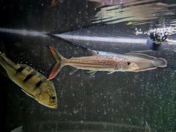 Vittatus Tijgervis  beschikbaar voor biedingen