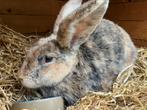 2 leuke konijnen grote lotharinger voedsters, Dieren en Toebehoren, Konijnen, Vrouwelijk, Groot