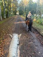 Verzorgpaard gezocht, Dieren en Toebehoren, Stalling en Weidegang, 1 paard of pony