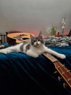 stamboom Maine coon kittens kater om te verhuizen, Meerdere dieren, Gechipt, 0 tot 2 jaar