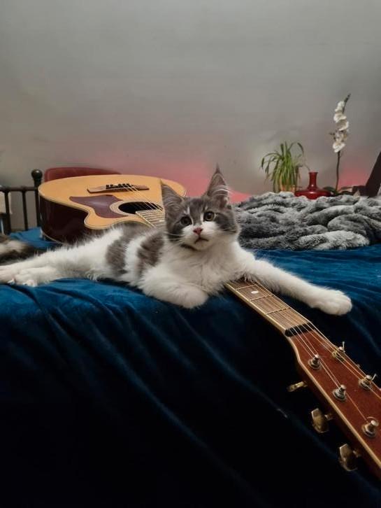 stamboom Maine coon kittens kater om te verhuizen, Dieren en Toebehoren, Katten en Kittens | Raskatten | Langhaar, Meerdere dieren