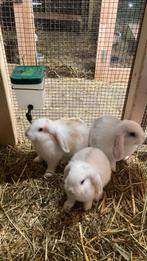 Lieve, jonge hangoor rammen zoeken een nieuw huis., Mannelijk, Middelgroot, Hangoor, 0 tot 2 jaar