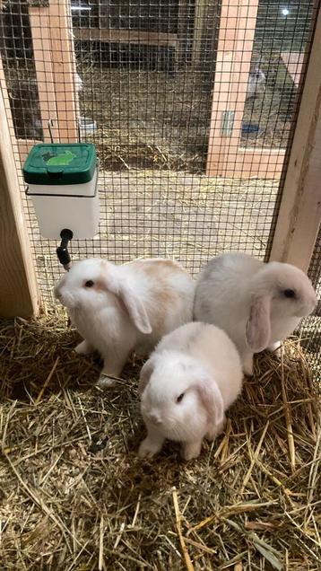 Lieve, jonge hangoor rammen zoeken een nieuw huis.  beschikbaar voor biedingen