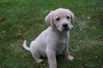 Golden Retriever x Labrador pups, 8 tot 15 weken, Meerdere, Meerdere dieren, Parvo