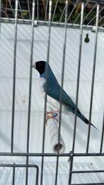 Prachtige Blauwe Gouldamadine man, Dieren en Toebehoren, Vogels | Overige Vogels, Mannelijk, Tropenvogel
