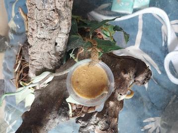 Rouwgekko’s (Lepidodactylus lugubris) te koop  beschikbaar voor biedingen