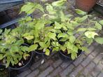 Frambozen struiken, Tuin en Terras, Ophalen, Zomer, Volle zon